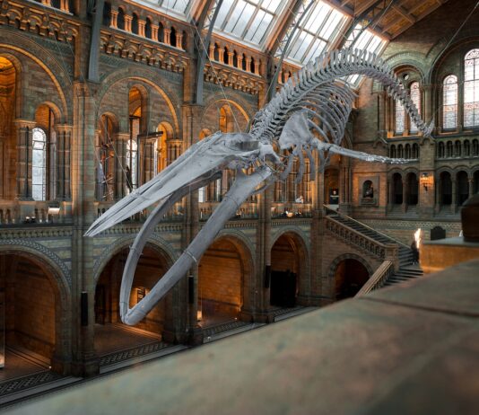 Digital marketing, settore cultura: come si sta evolvendo? Digital marketing
