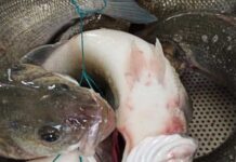 I vantaggi delle certificazioni ittiche Friend of the sea, msc ed asc certificazioni ittiche