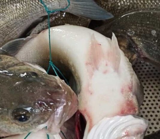 I vantaggi delle certificazioni ittiche Friend of the sea, msc ed asc certificazioni ittiche